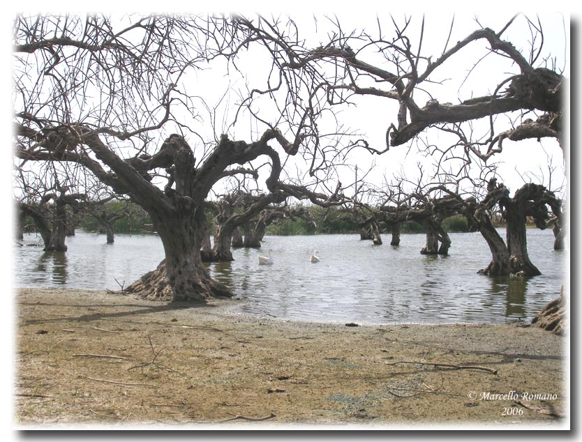 Brachythemis leucosticta: unimmigrazione a lieto fine